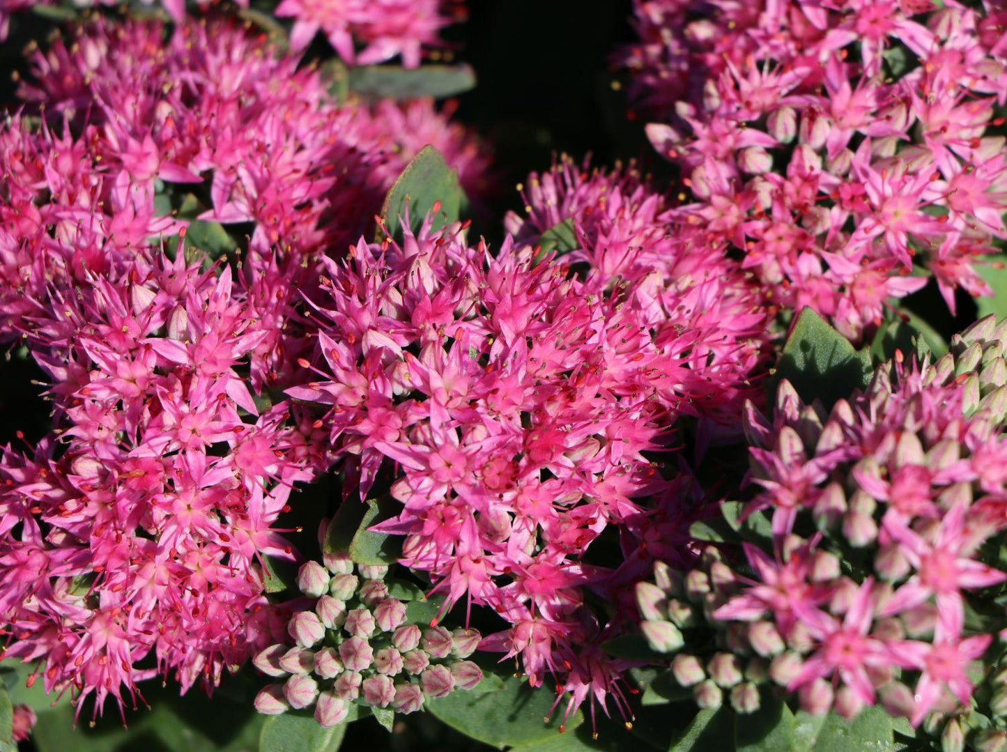 Sedum Telephium Munstead Dark Red - View 16 from www redcrocus com