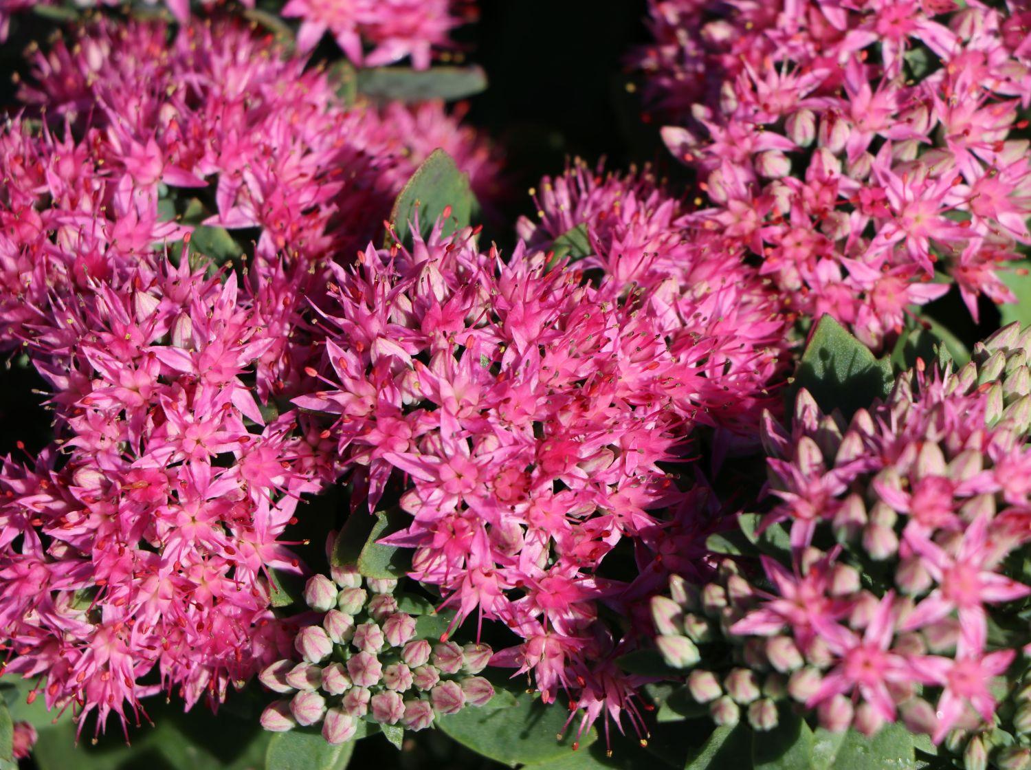 Sedum Telephium Munstead Dark Red - View 16 from www redcrocus com