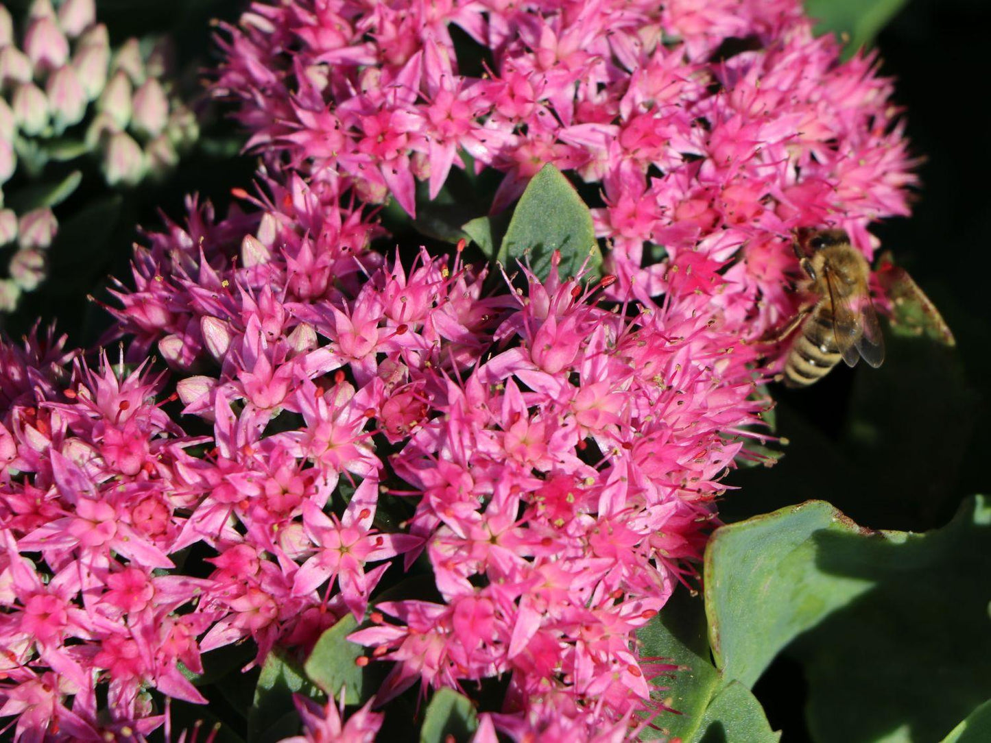 Sedum Telephium Munstead Dark Red - View 18 from www redcrocus com