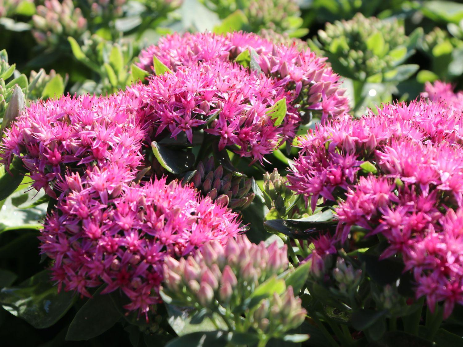 Sedum Telephium Munstead Dark Red - View 19 from www redcrocus com