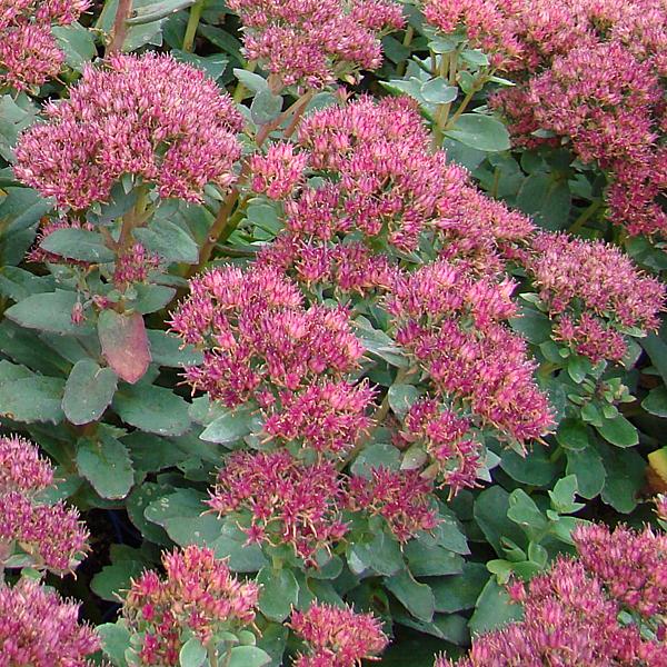 Sedum Telephium Munstead Dark Red - View 20 from www redcrocus com