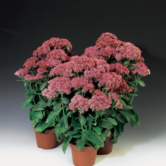 Sedum Telephium Munstead Dark Red - View 2 from www redcrocus com