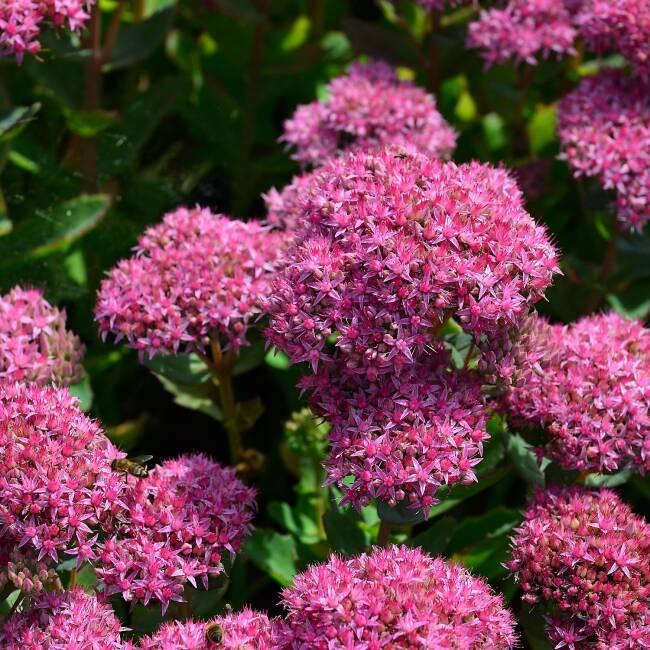 Sedum Telephium Munstead Dark Red - View 3 from www redcrocus com