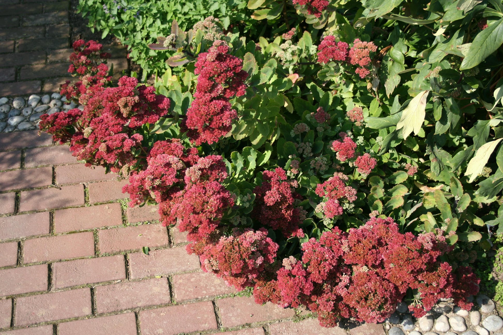 Sedum Telephium Munstead Dark Red - View 4 from www redcrocus com
