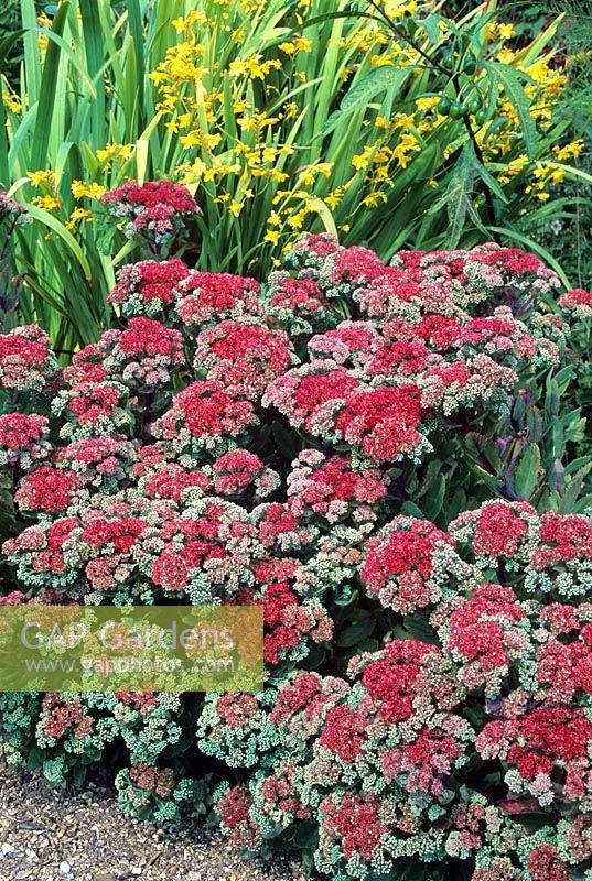 Sedum Telephium Munstead Dark Red - View 7 from www redcrocus com