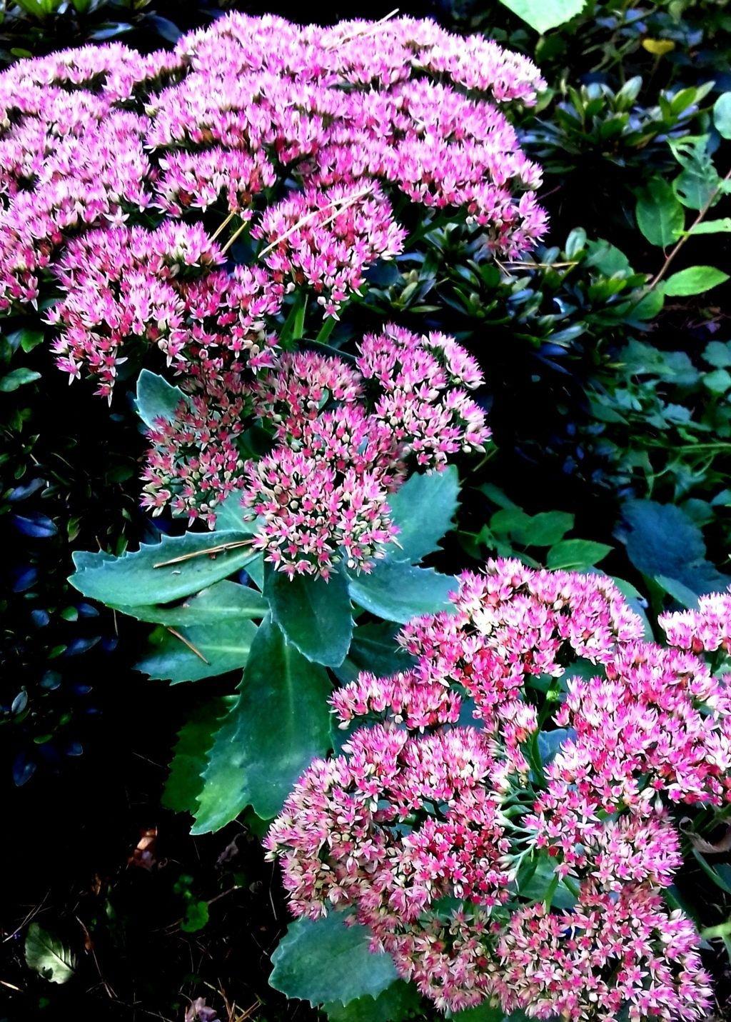 Sedum Telephium Munstead Dark Red - View 8 from www redcrocus com