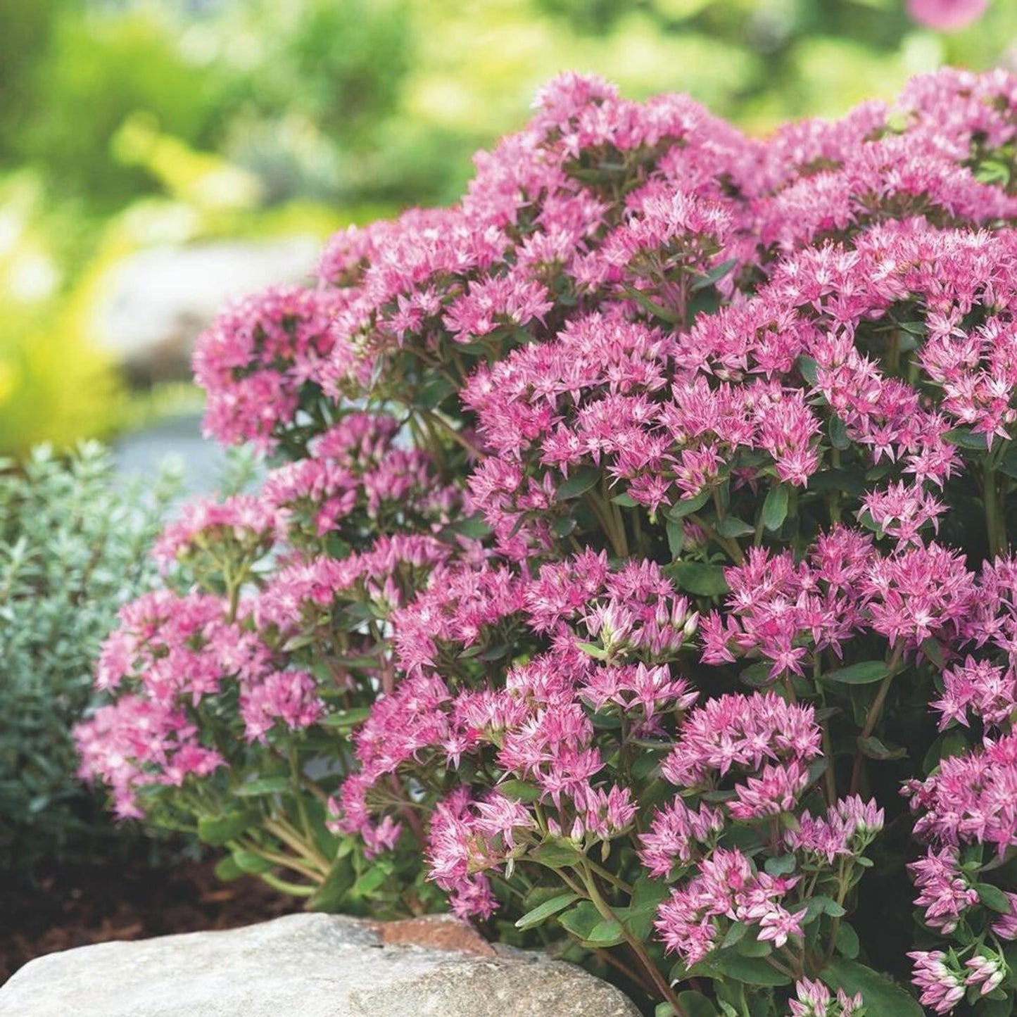 Sedum Telephium Munstead Dark Red - View 9 from www redcrocus com