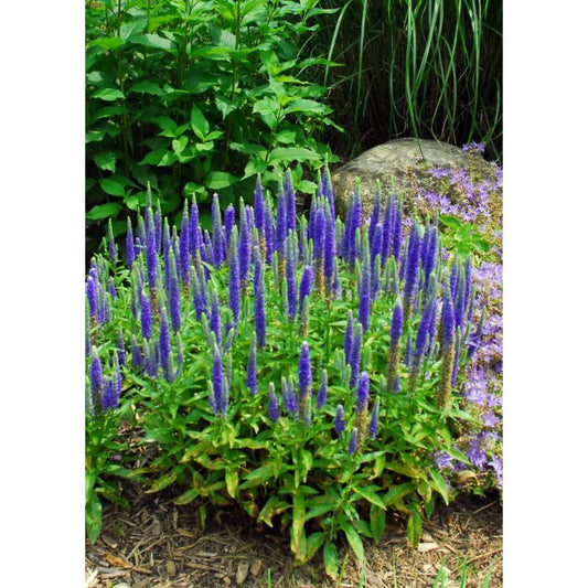 Veronica Longifolia First Glory - View 1 from www redcrocus com