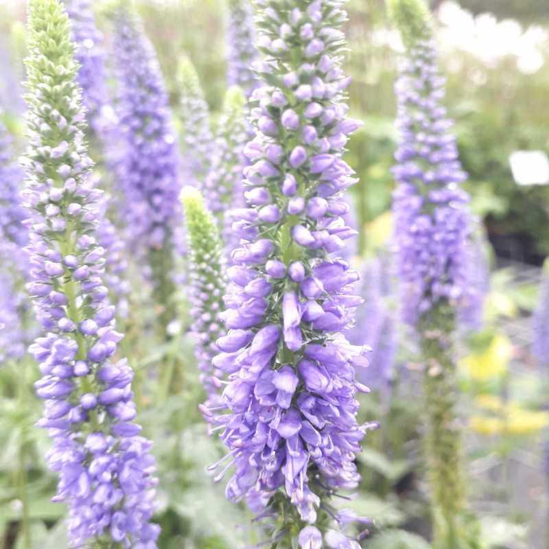 Veronica Longifolia First Glory - View 7 from www redcrocus com
