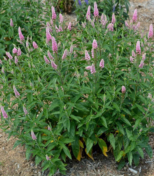 Veronica Longifolia First Love - View 1 from www redcrocus com
