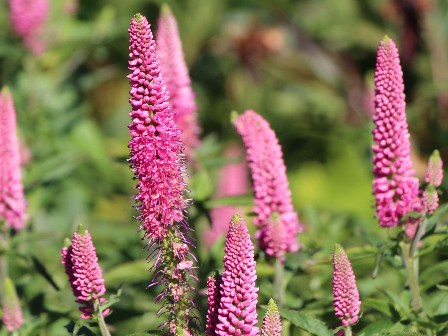 Veronica Longifolia First Love - View 5 from www redcrocus com