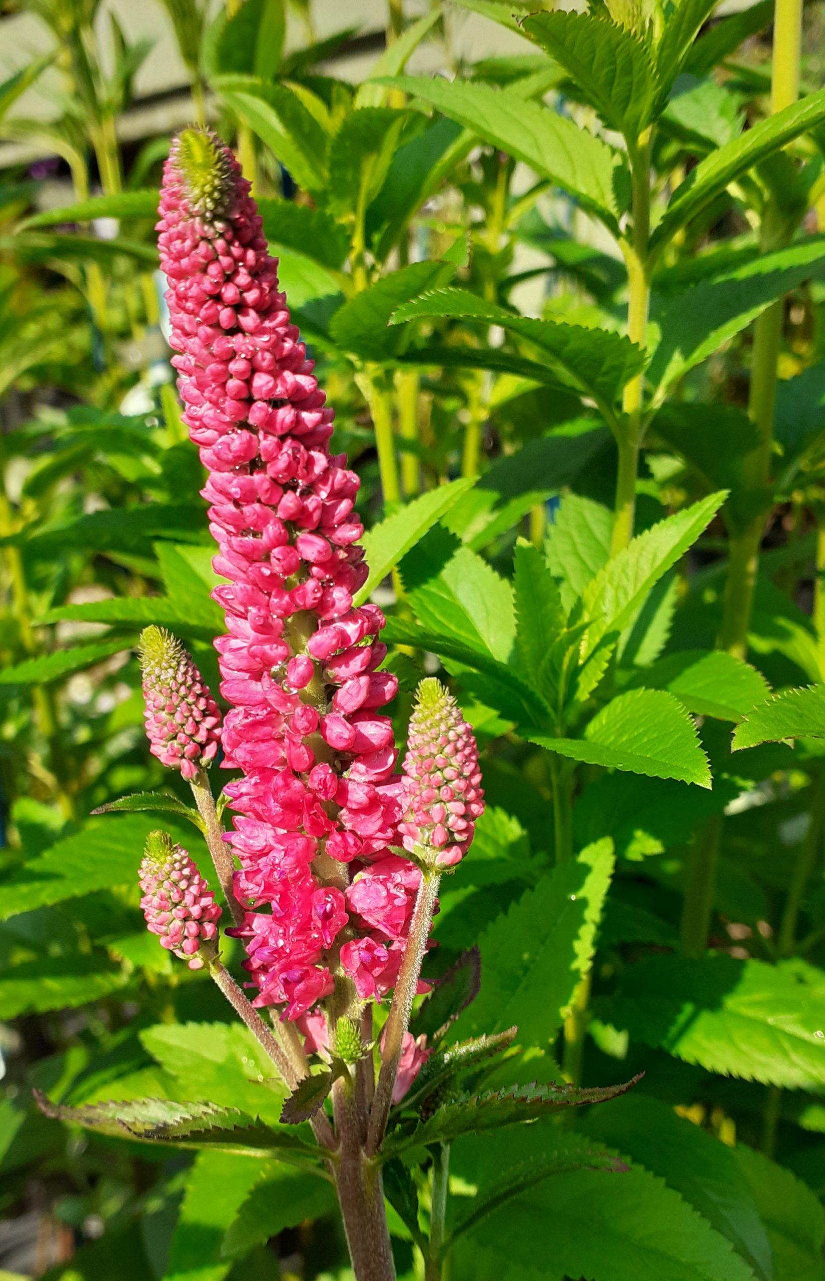 Veronica Longifolia First Love - View 7 from www redcrocus com
