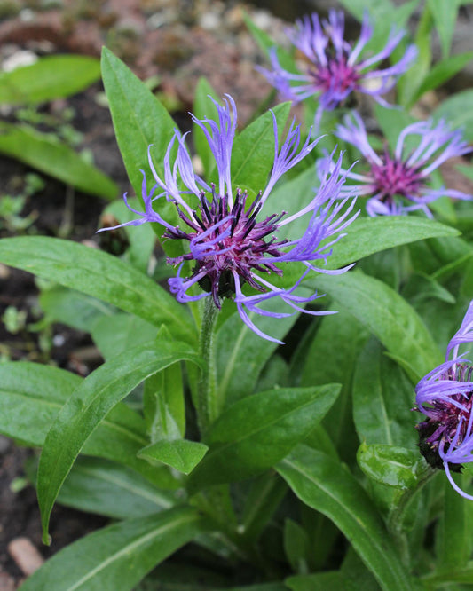 Centaurea Montana - View 10 from www redcrocus com