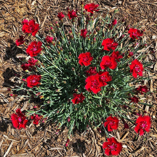 Dianthus X Fire Star - View 10 from www redcrocus com