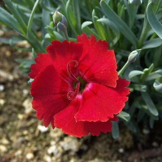 Dianthus X Fire Star - View 11 from www redcrocus com