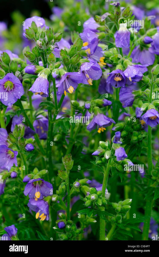 Polemonium Boreale Heavenly Habit - View 1 from www redcrocus com
