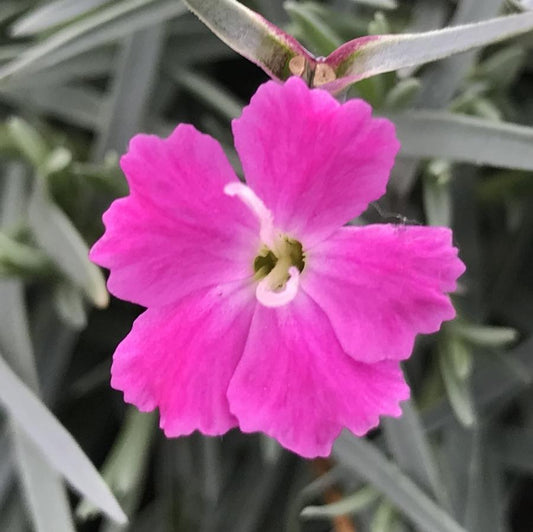 Dianthus Gratianopolitanus Firewitch - View 10 from www redcrocus com