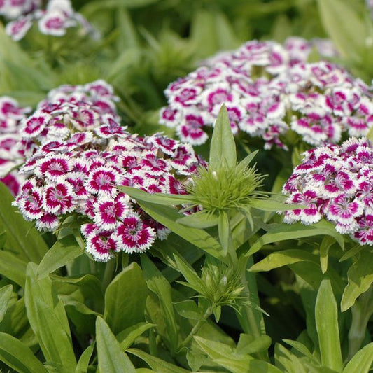 Dianthus Barbatus Barbarini Purple - View 10 from www redcrocus com