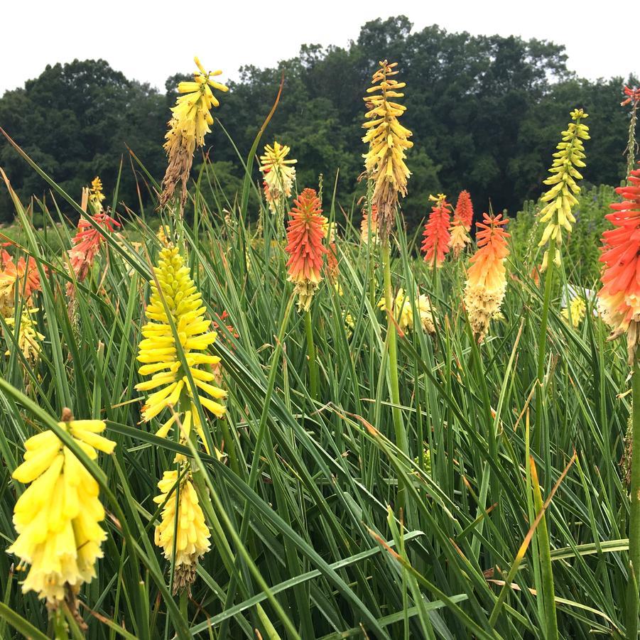 Kniphofia Uvaria Flamenco Mix - View 10 from www redcrocus com