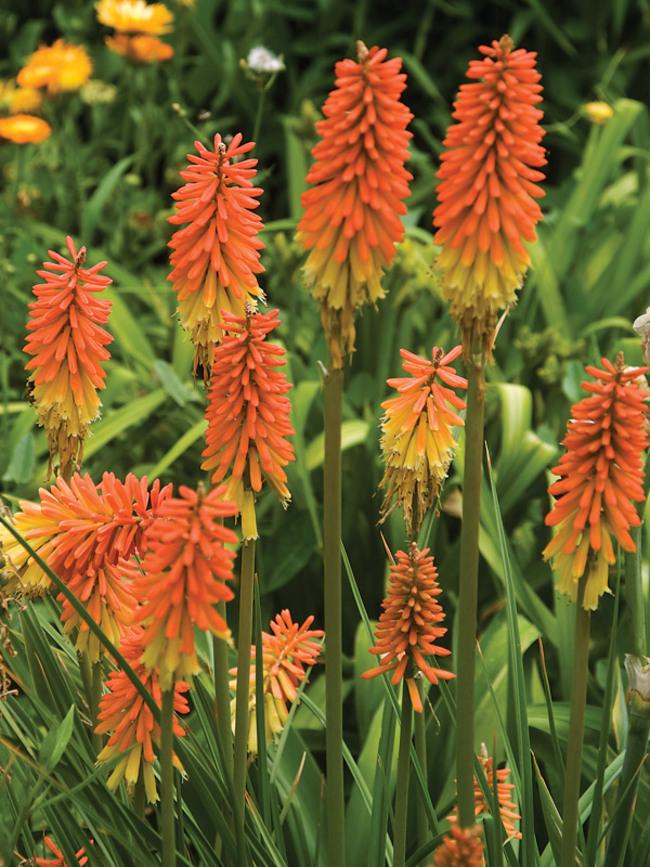 Kniphofia Uvaria Flamenco Mix - View 11 from www redcrocus com