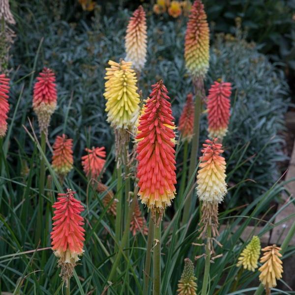 Kniphofia Uvaria Flamenco Mix - View 13 from www redcrocus com