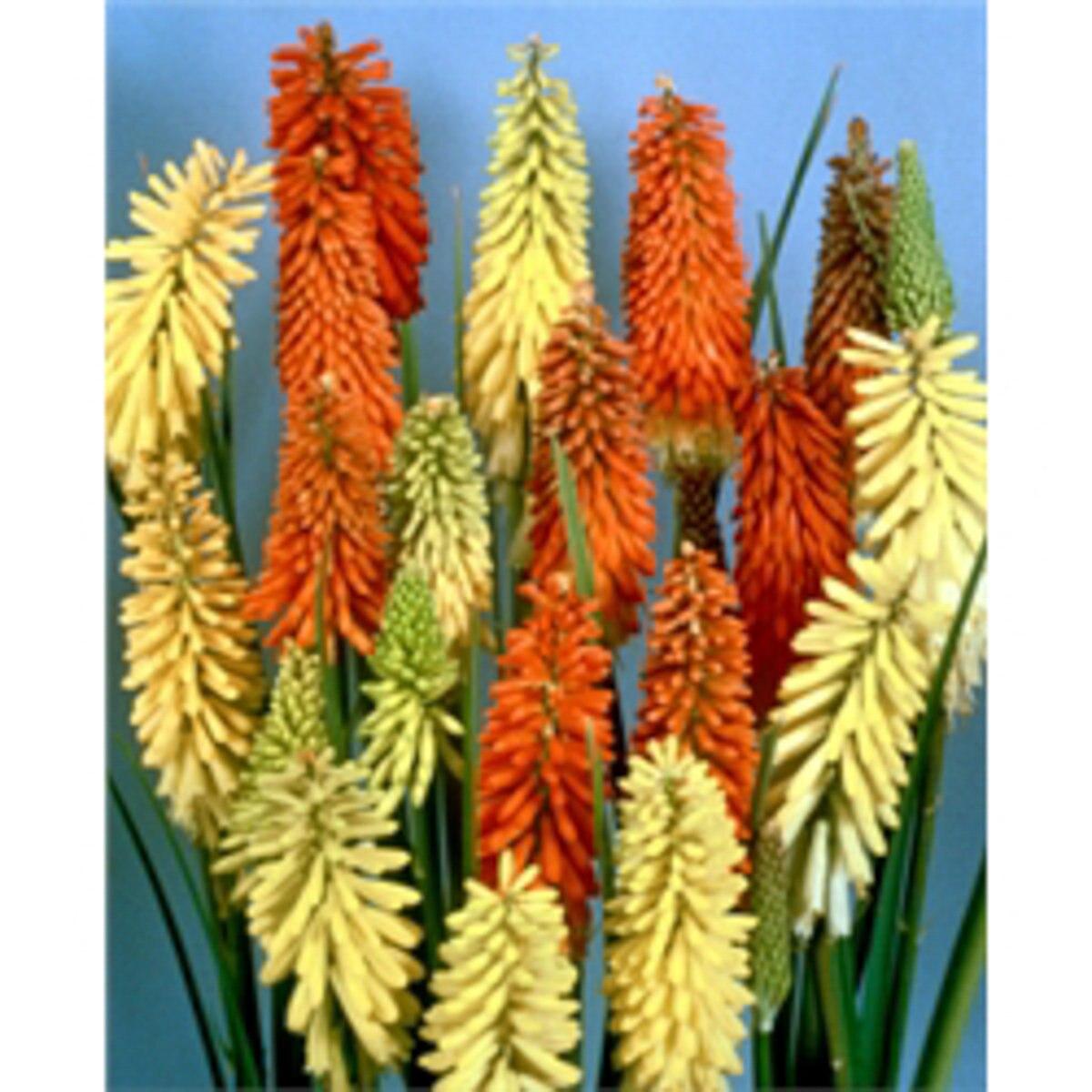 Kniphofia Uvaria Flamenco Mix - View 16 from www redcrocus com