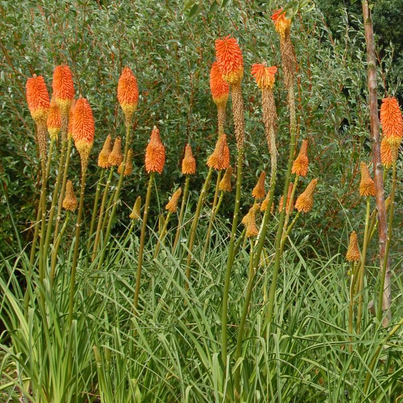 Kniphofia Uvaria Flamenco Mix - View 18 from www redcrocus com