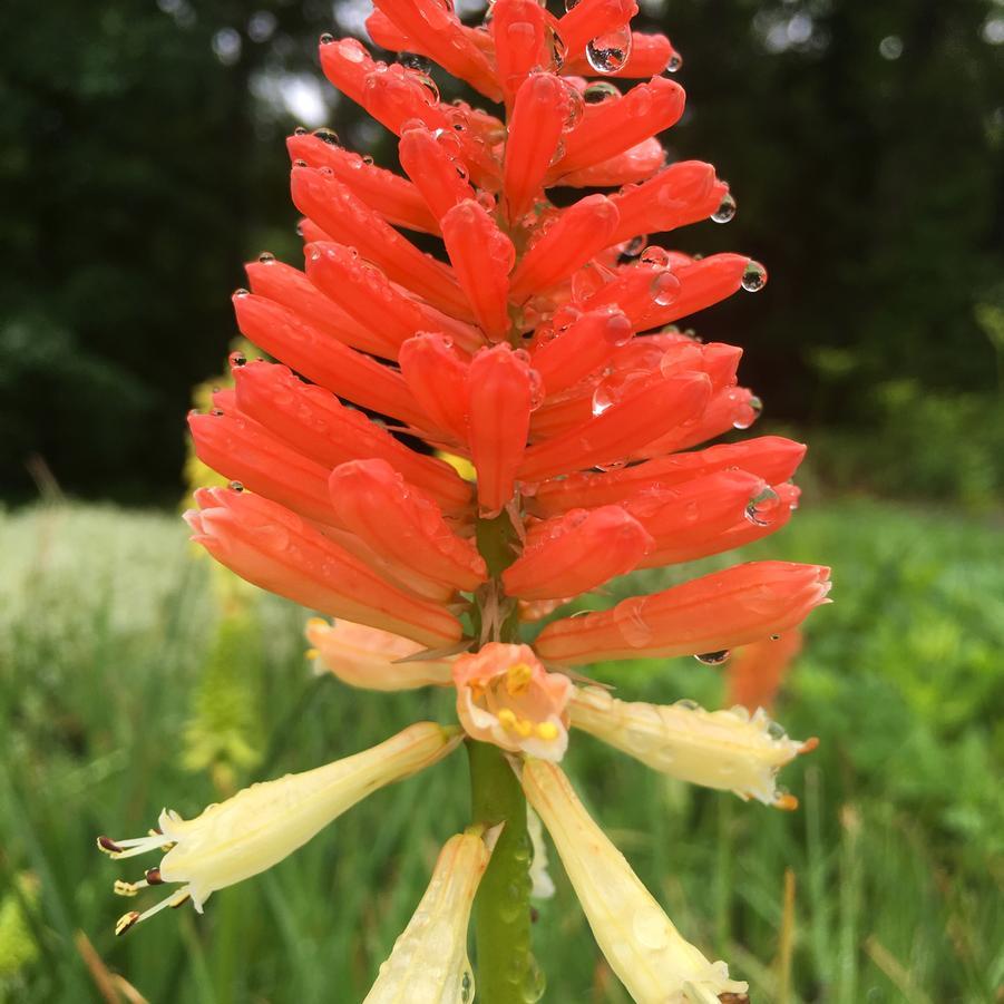 Kniphofia Uvaria Flamenco Mix - View 19 from www redcrocus com