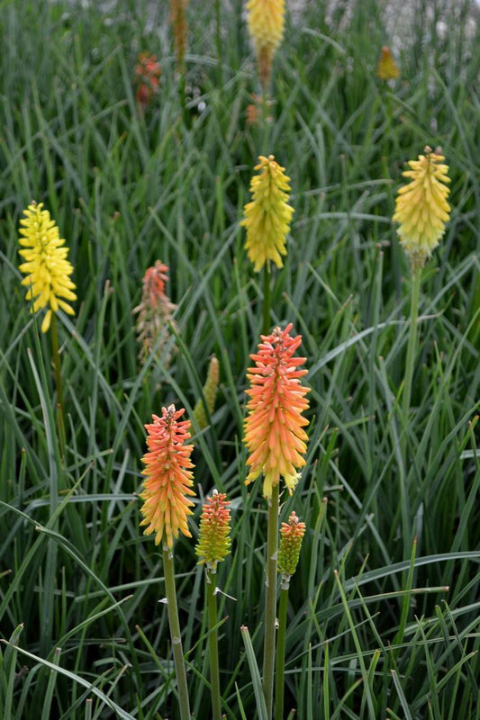 Kniphofia Uvaria Flamenco Mix - View 1 from www redcrocus com