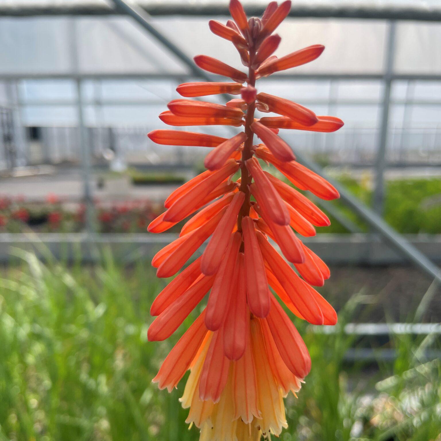 Kniphofia Uvaria Flamenco Mix - View 3 from www redcrocus com