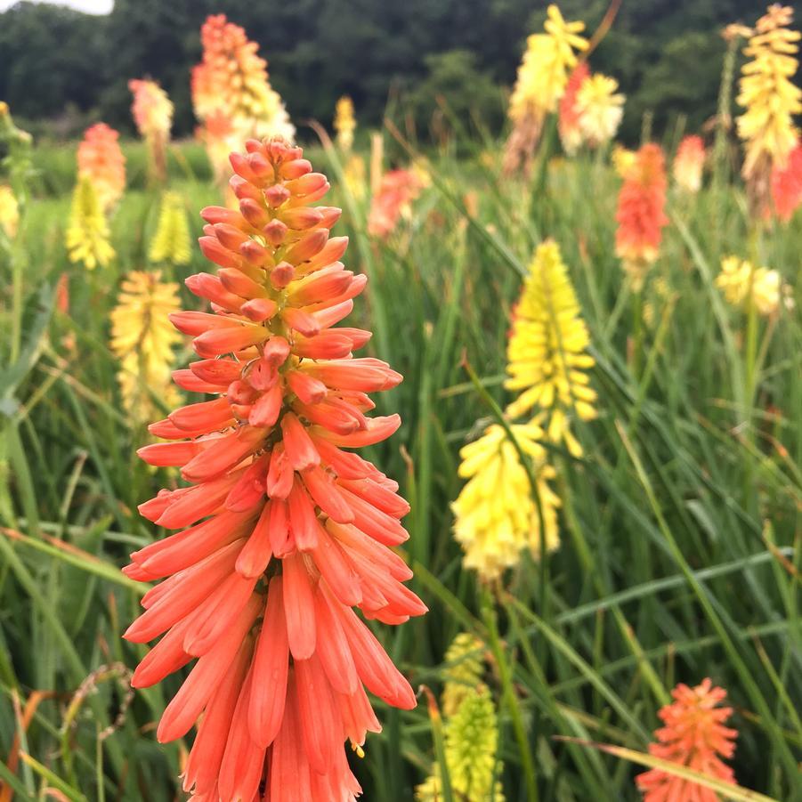 Kniphofia Uvaria Flamenco Mix - View 5 from www redcrocus com