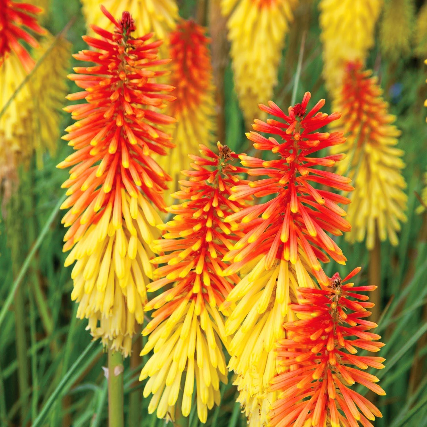Kniphofia Uvaria Flamenco Mix - View 7 from www redcrocus com