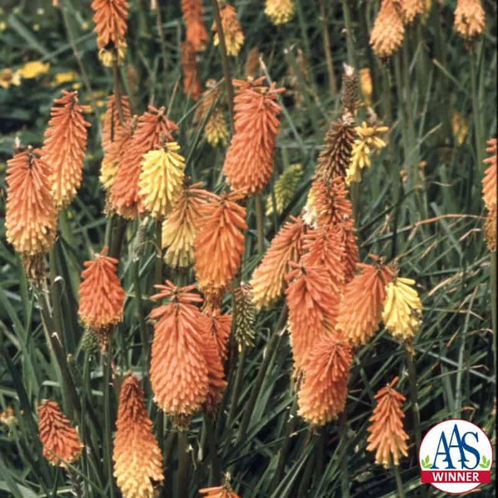 Kniphofia Uvaria Flamenco Mix - View 9 from www redcrocus com