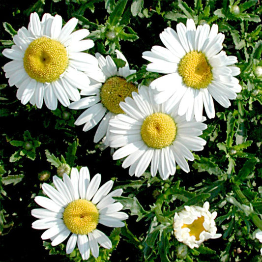 Leucanthemum Vulgare 'may Queen' - View 1 from www redcrocus com