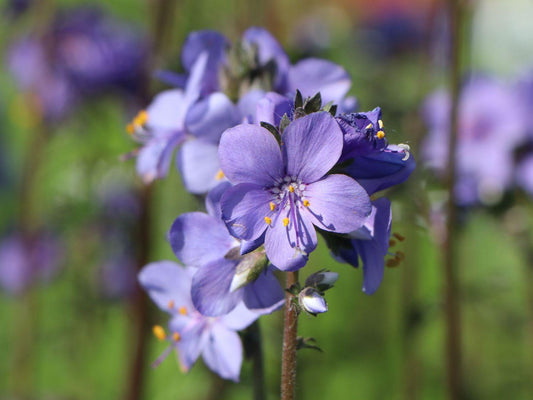 Polemonium Yezoense Purple Rain - View 10 from www redcrocus com