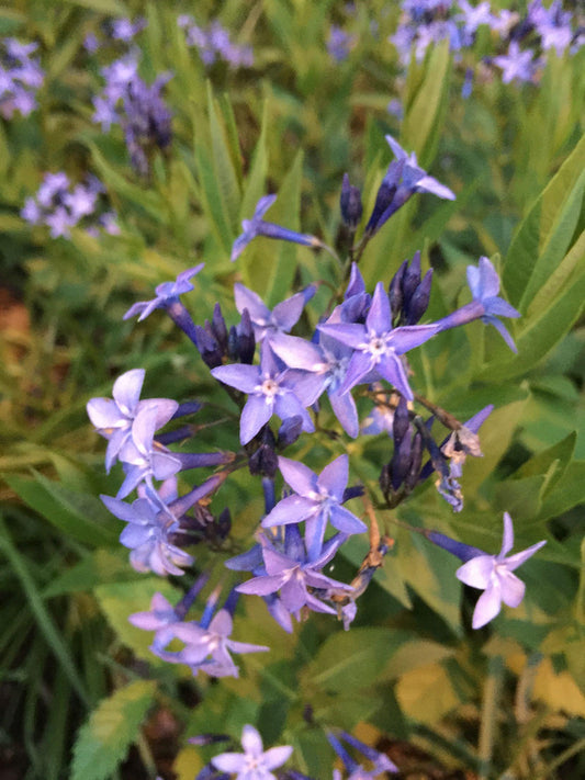 Amsonia Tabernaemontana Blue Ice - View 10 from www redcrocus com