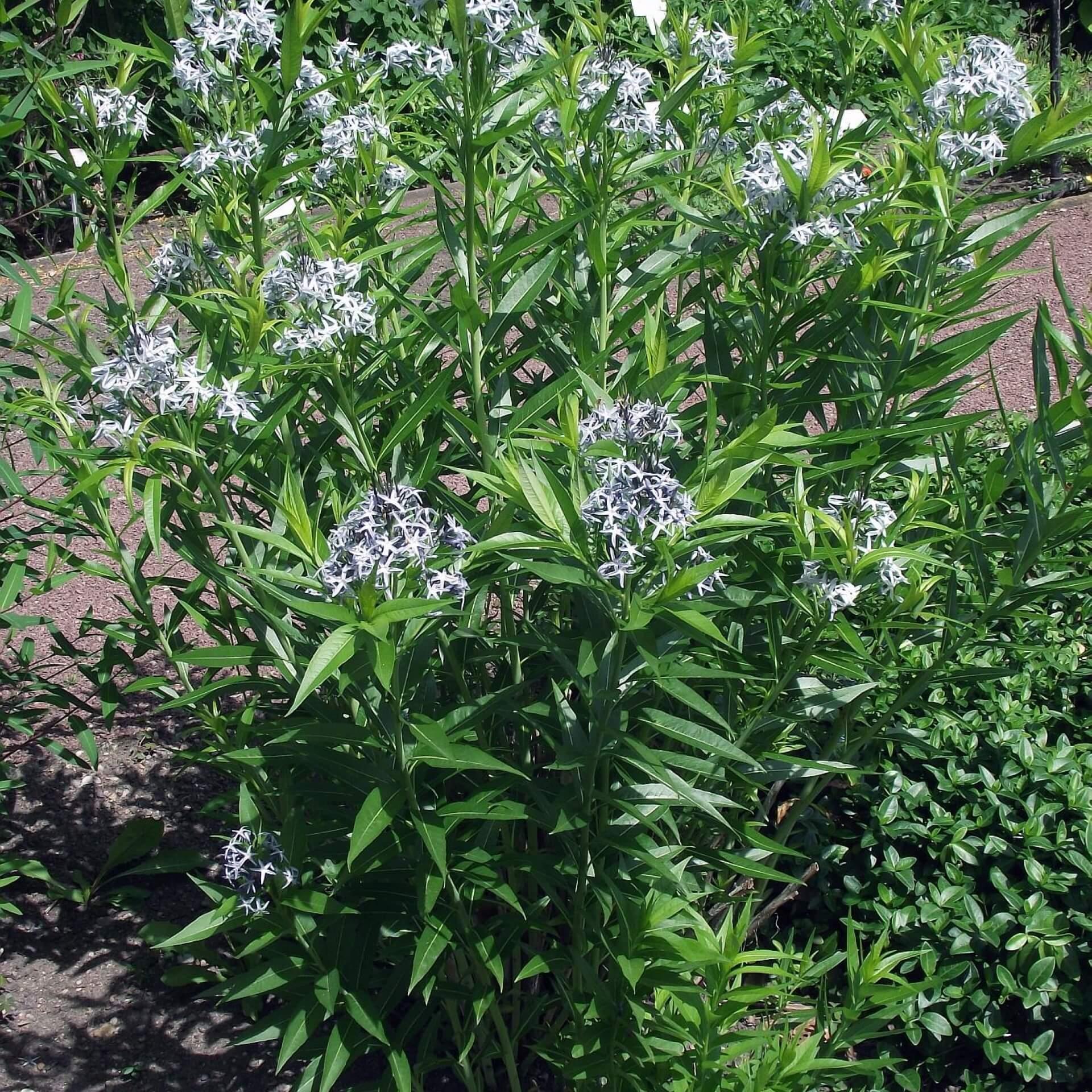 Amsonia Tabernaemontana Blue Ice - View 11 from www redcrocus com