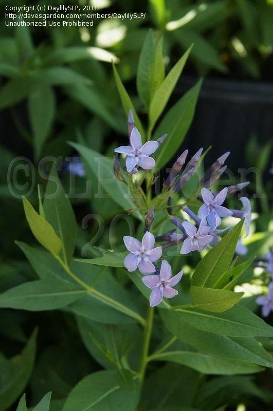 Amsonia Tabernaemontana Blue Ice - View 12 from www redcrocus com