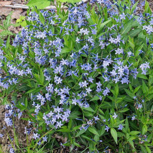 Amsonia Tabernaemontana Blue Ice - View 13 from www redcrocus com