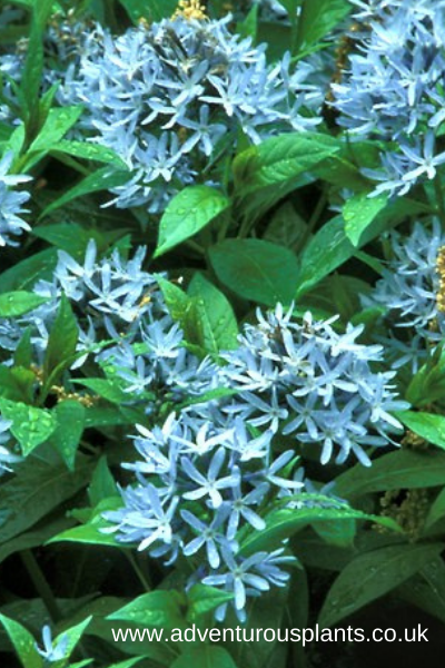 Amsonia Tabernaemontana Blue Ice - View 14 from www redcrocus com