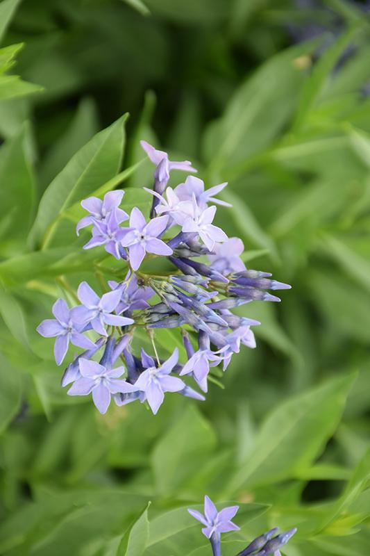 Amsonia Tabernaemontana Blue Ice - View 15 from www redcrocus com
