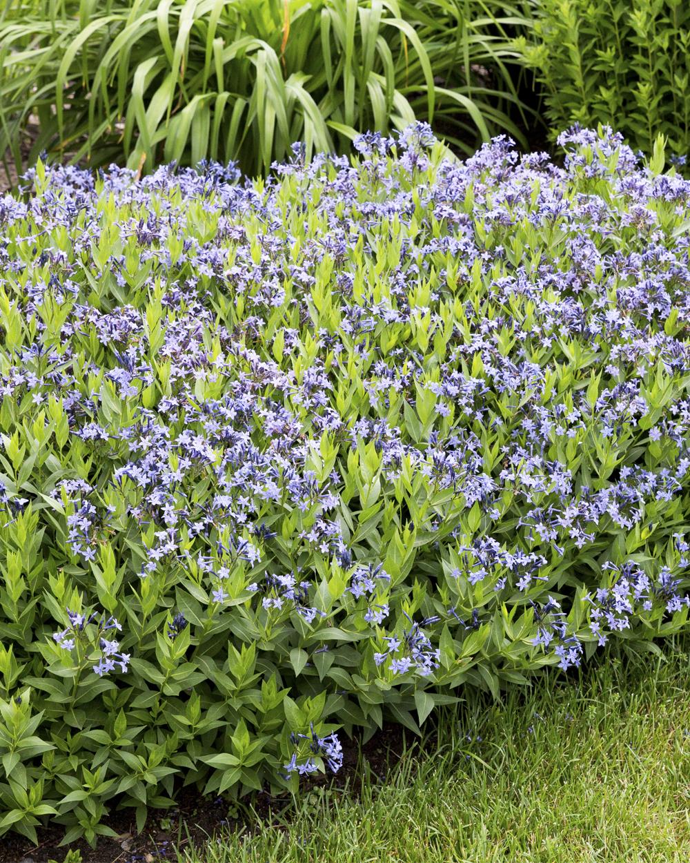Amsonia Tabernaemontana Blue Ice - View 16 from www redcrocus com