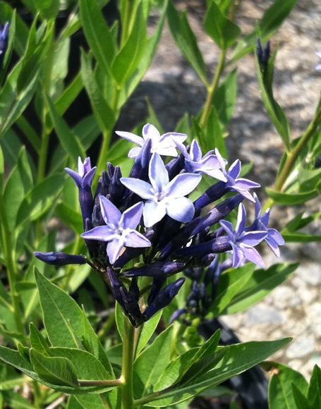 Amsonia Tabernaemontana Blue Ice - View 18 from www redcrocus com
