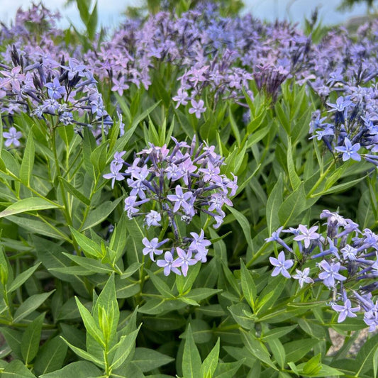 Amsonia Tabernaemontana Blue Ice - View 1 from www redcrocus com