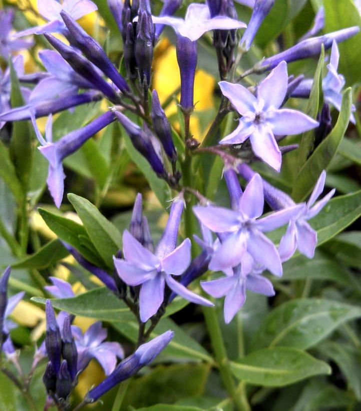 Amsonia Tabernaemontana Blue Ice - View 20 from www redcrocus com