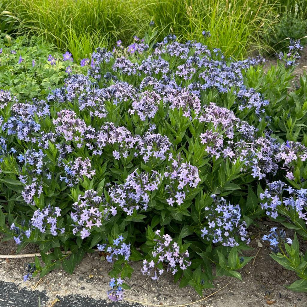Amsonia Tabernaemontana Blue Ice - View 3 from www redcrocus com