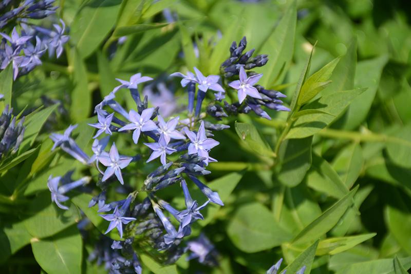 Amsonia Tabernaemontana Blue Ice - View 4 from www redcrocus com