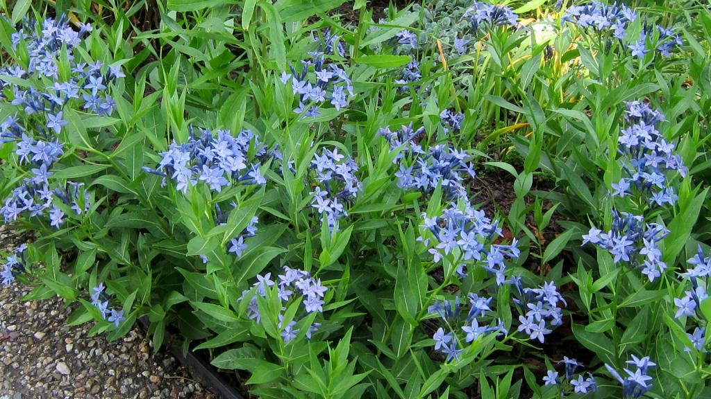 Amsonia Tabernaemontana Blue Ice - View 5 from www redcrocus com