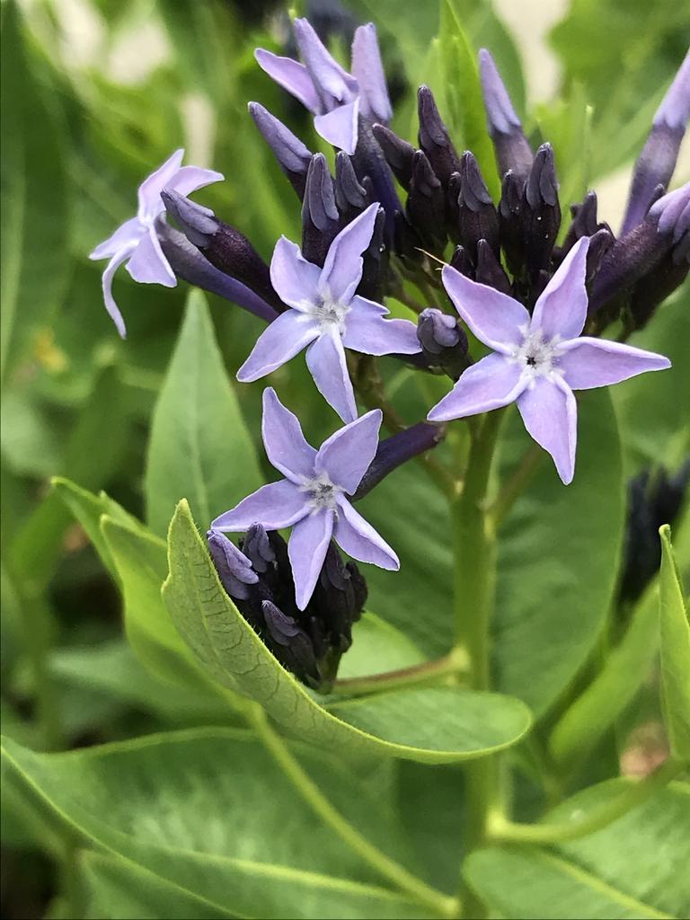 Amsonia Tabernaemontana Blue Ice - View 6 from www redcrocus com