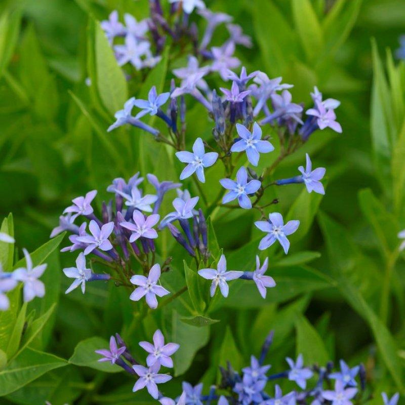 Amsonia Tabernaemontana Blue Ice - View 8 from www redcrocus com